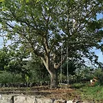 Villa Antichi Saperi - Con Piscina Cisternino